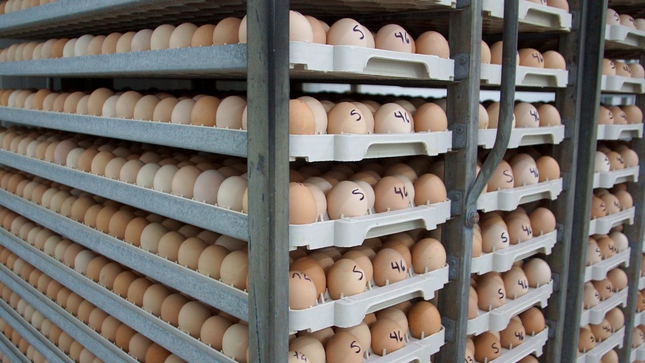 Kontrol Suhu Inkubator Telur Ayam