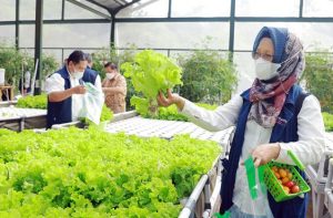 Salut Kebun Hidroponik Berbasis IoT Pengembangan Unpad